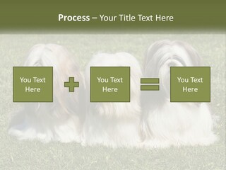 A Group Of Three Dogs Sitting On Top Of A Lush Green Field PowerPoint Template