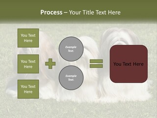 A Group Of Three Dogs Sitting On Top Of A Lush Green Field PowerPoint Template