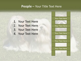 A Group Of Three Dogs Sitting On Top Of A Lush Green Field PowerPoint Template