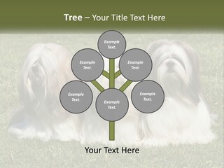 A Group Of Three Dogs Sitting On Top Of A Lush Green Field PowerPoint Template
