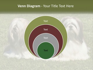 A Group Of Three Dogs Sitting On Top Of A Lush Green Field PowerPoint Template