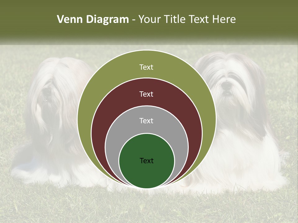 A Group Of Three Dogs Sitting On Top Of A Lush Green Field PowerPoint Template