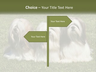 A Group Of Three Dogs Sitting On Top Of A Lush Green Field PowerPoint Template