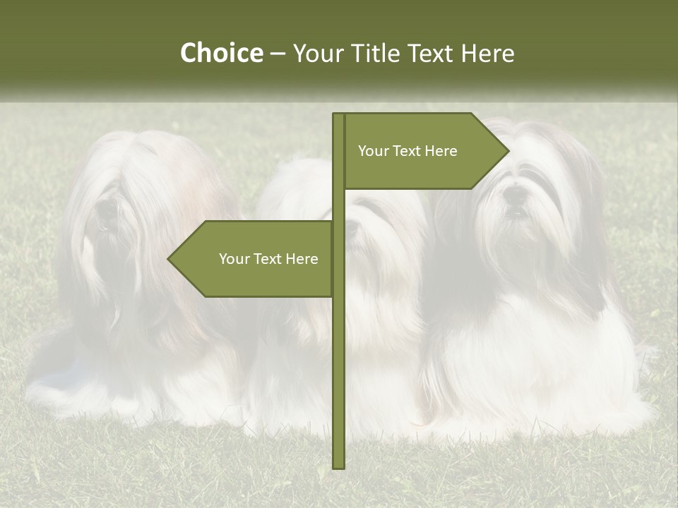 A Group Of Three Dogs Sitting On Top Of A Lush Green Field PowerPoint Template
