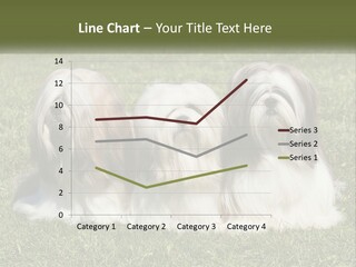 A Group Of Three Dogs Sitting On Top Of A Lush Green Field PowerPoint Template