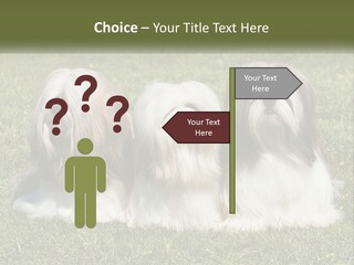 A Group Of Three Dogs Sitting On Top Of A Lush Green Field PowerPoint Template