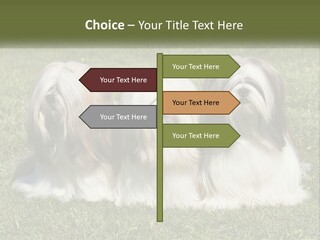 A Group Of Three Dogs Sitting On Top Of A Lush Green Field PowerPoint Template