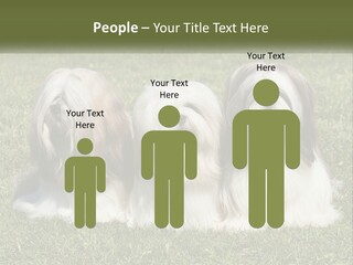 A Group Of Three Dogs Sitting On Top Of A Lush Green Field PowerPoint Template