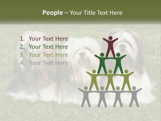 A Group Of Three Dogs Sitting On Top Of A Lush Green Field PowerPoint Template