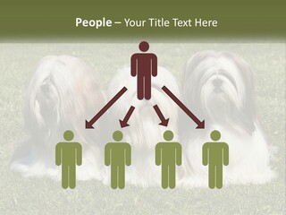 A Group Of Three Dogs Sitting On Top Of A Lush Green Field PowerPoint Template