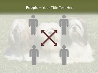 A Group Of Three Dogs Sitting On Top Of A Lush Green Field PowerPoint Template