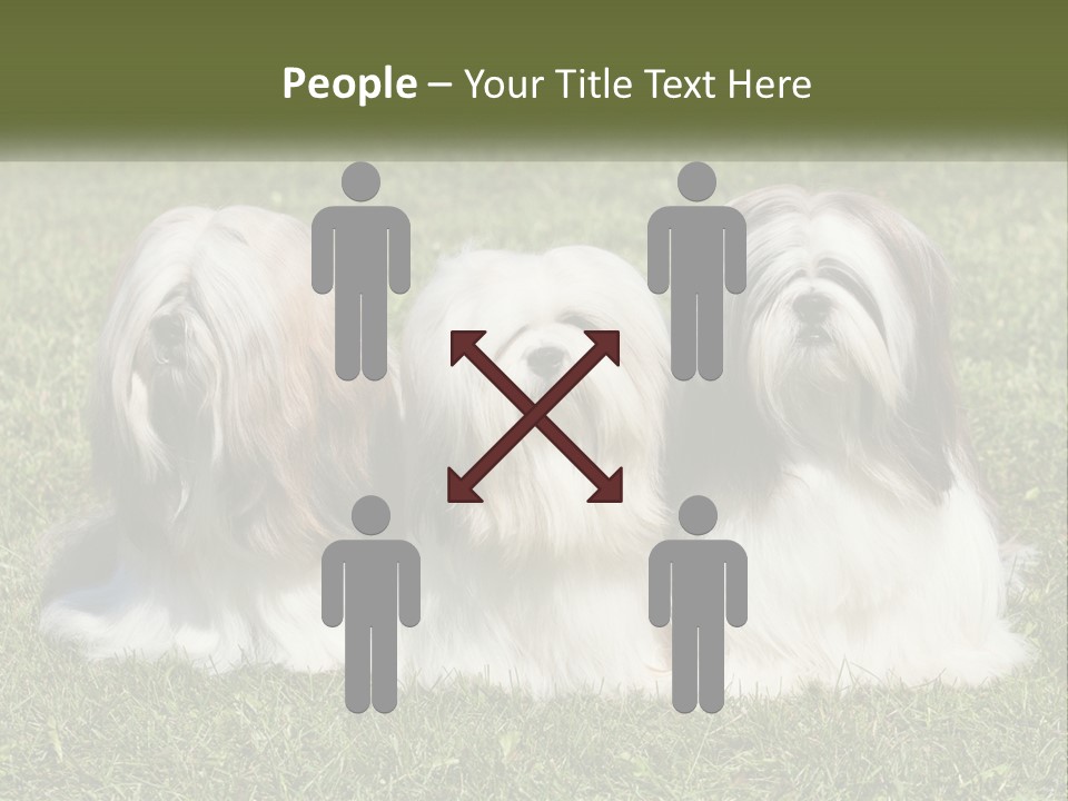 A Group Of Three Dogs Sitting On Top Of A Lush Green Field PowerPoint Template