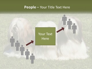 A Group Of Three Dogs Sitting On Top Of A Lush Green Field PowerPoint Template
