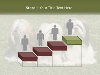 A Group Of Three Dogs Sitting On Top Of A Lush Green Field PowerPoint Template