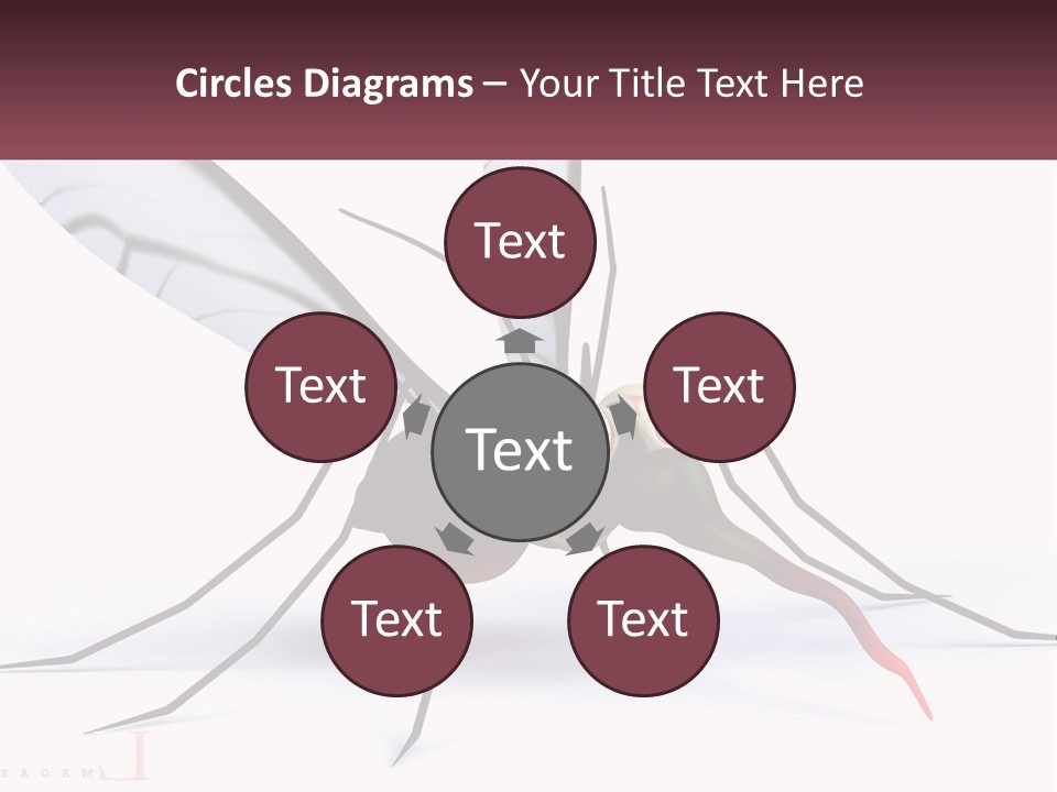 A Mosquito With Two Eyes On It's Body PowerPoint Template