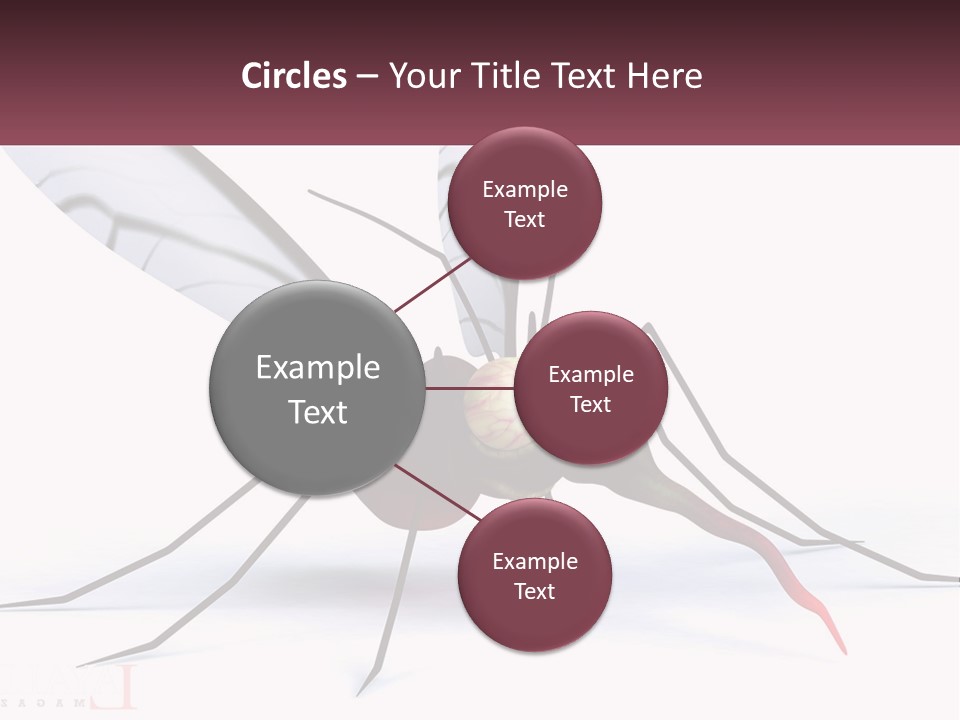 A Mosquito With Two Eyes On It's Body PowerPoint Template