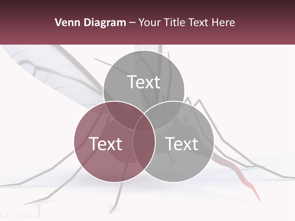 A Mosquito With Two Eyes On It's Body PowerPoint Template
