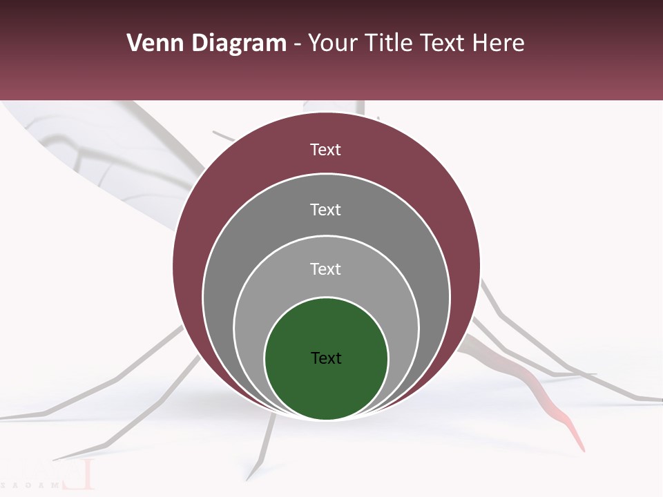 A Mosquito With Two Eyes On It's Body PowerPoint Template