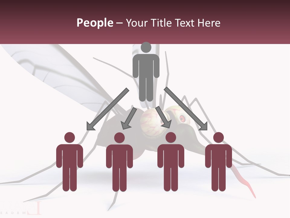 A Mosquito With Two Eyes On It's Body PowerPoint Template