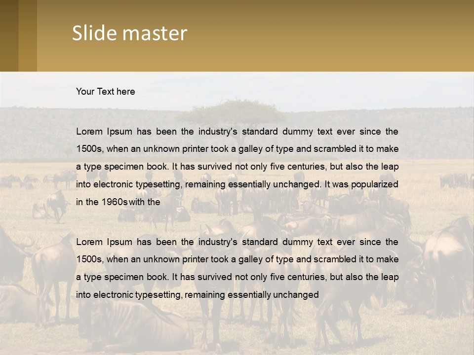 A Large Herd Of Wildebeest Grazing In A Field PowerPoint Template