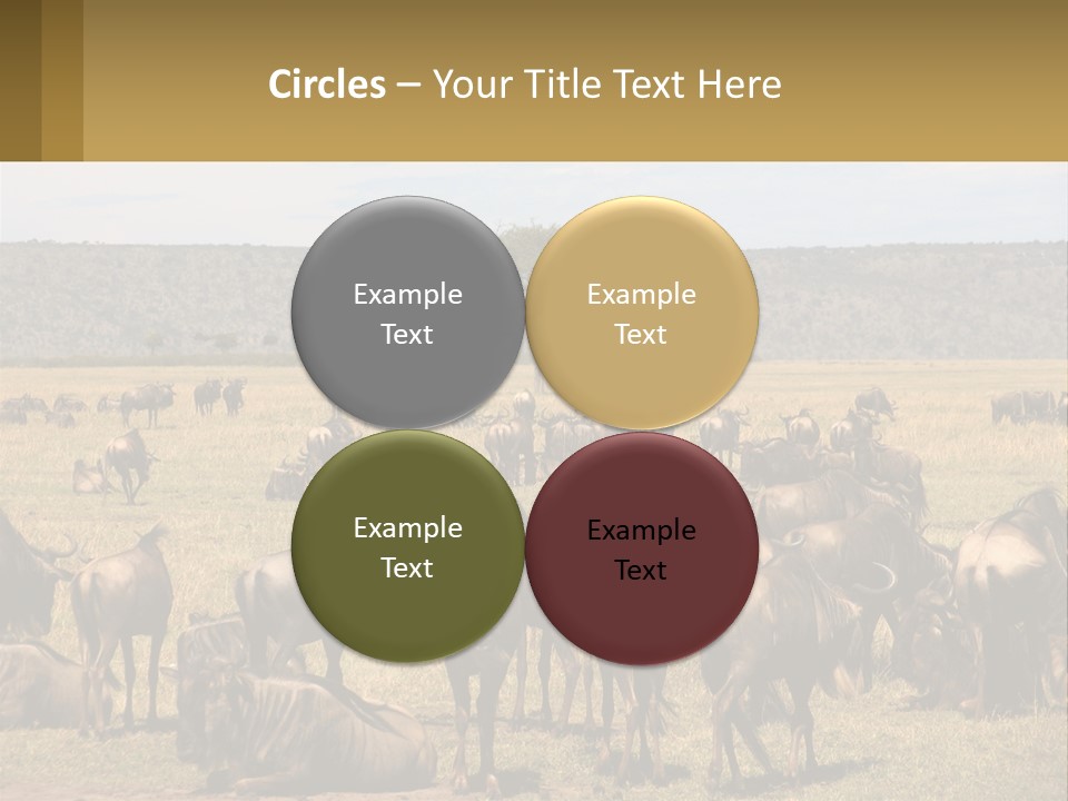 A Large Herd Of Wildebeest Grazing In A Field PowerPoint Template