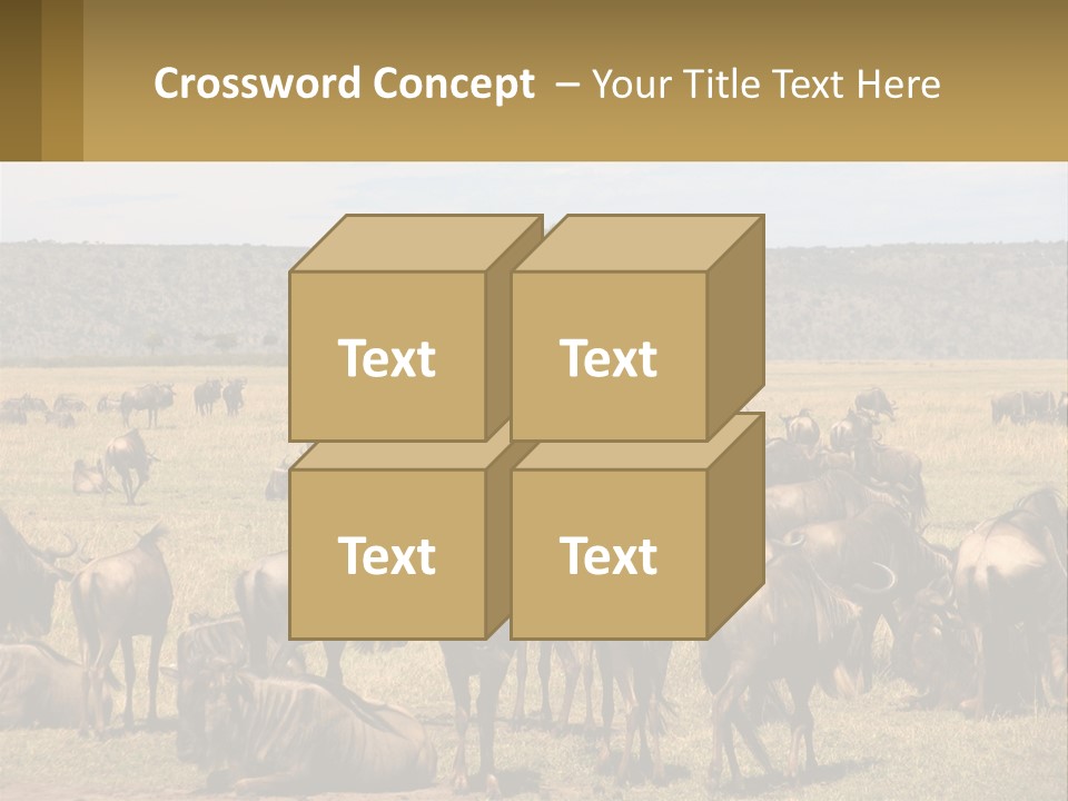 A Large Herd Of Wildebeest Grazing In A Field PowerPoint Template