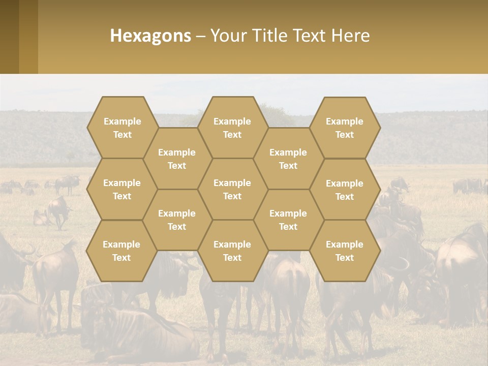 A Large Herd Of Wildebeest Grazing In A Field PowerPoint Template