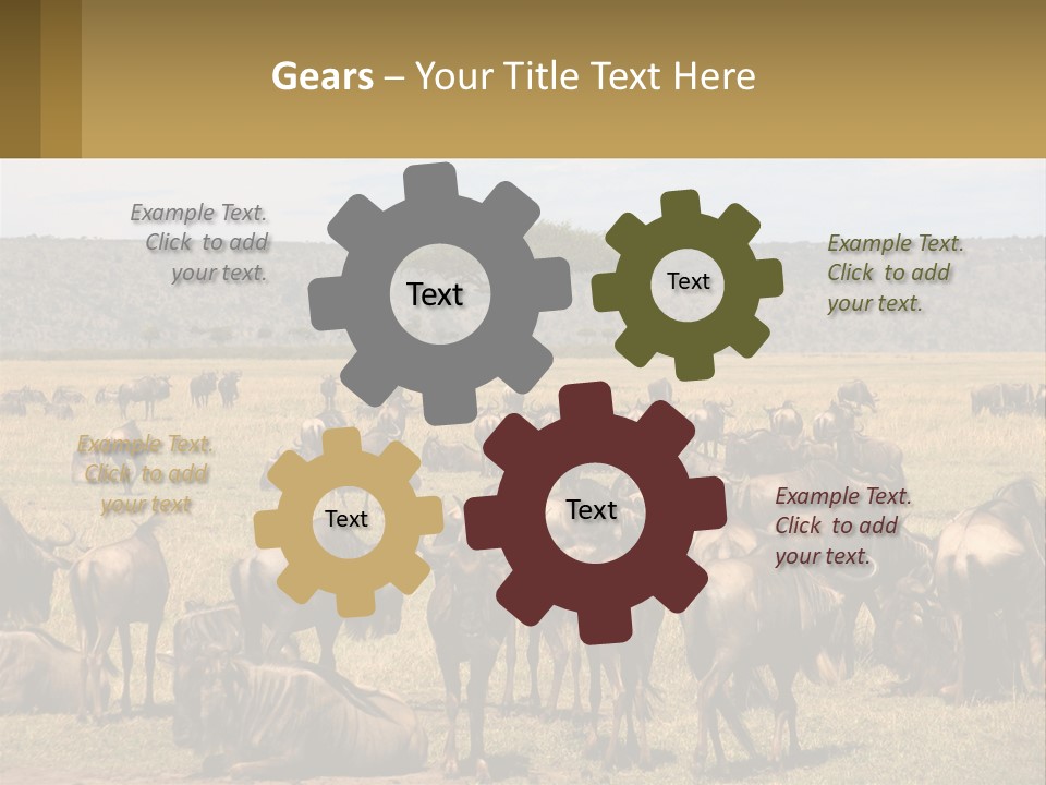 A Large Herd Of Wildebeest Grazing In A Field PowerPoint Template