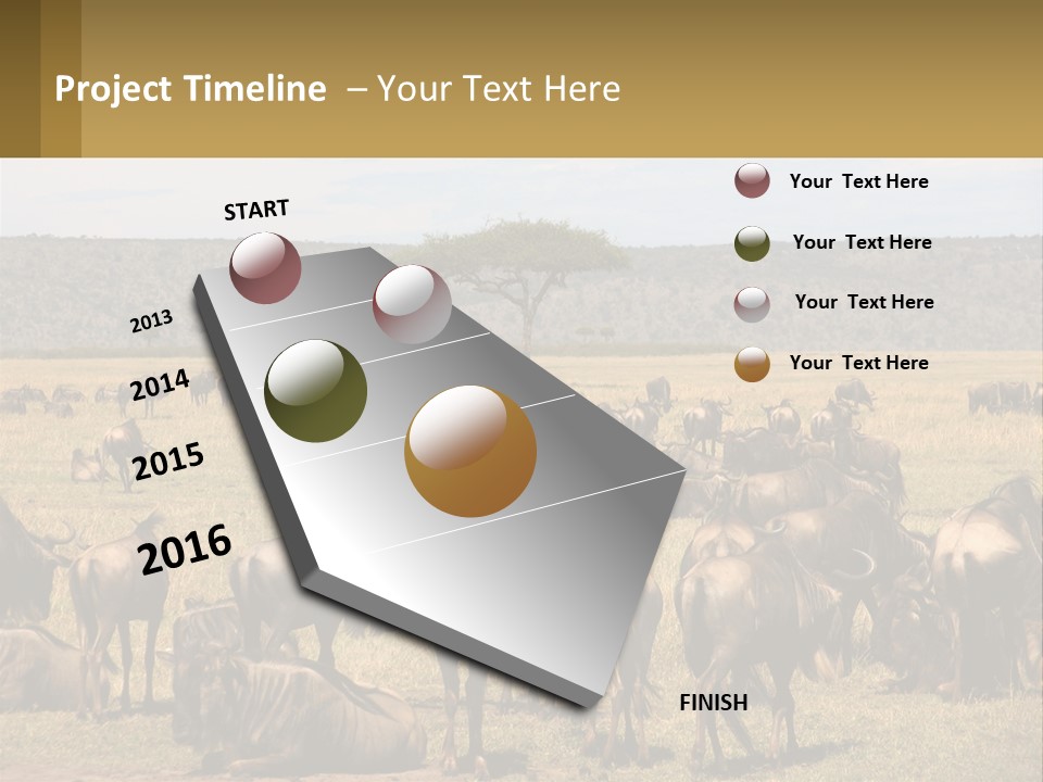 A Large Herd Of Wildebeest Grazing In A Field PowerPoint Template