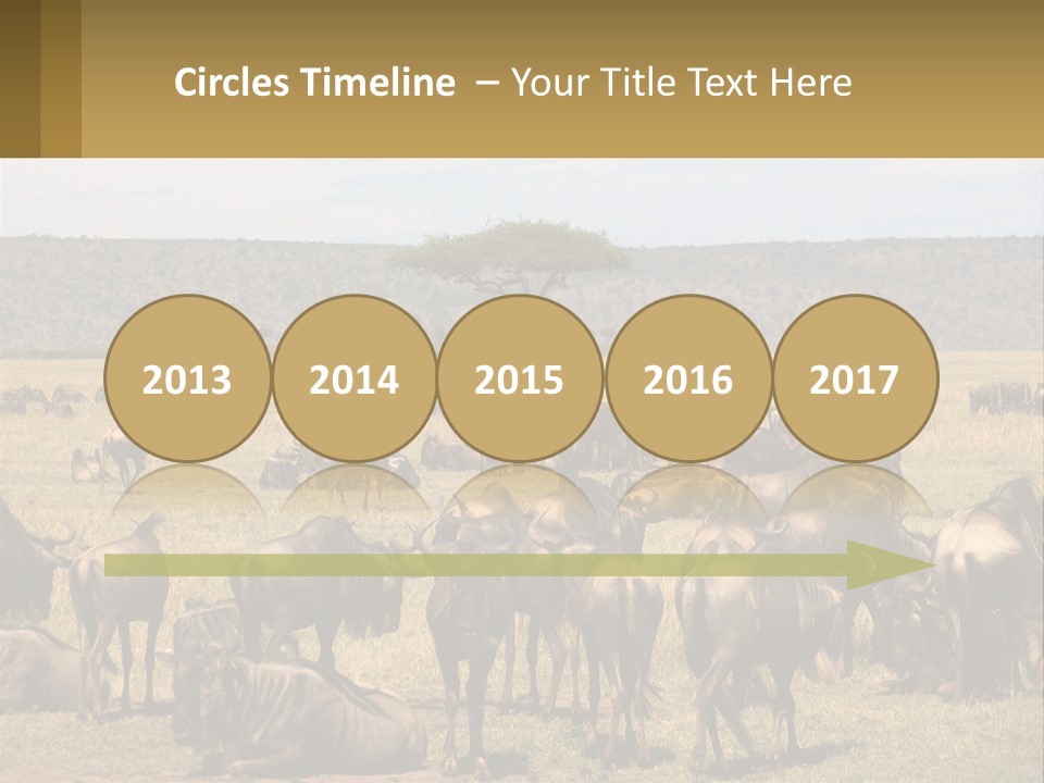 A Large Herd Of Wildebeest Grazing In A Field PowerPoint Template