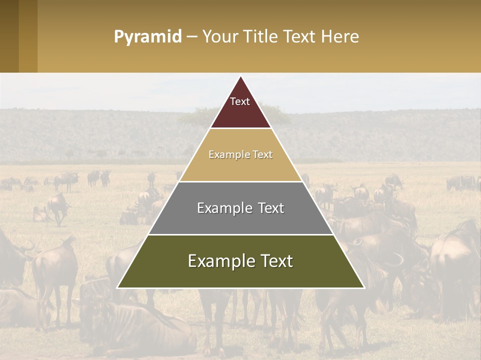 A Large Herd Of Wildebeest Grazing In A Field PowerPoint Template