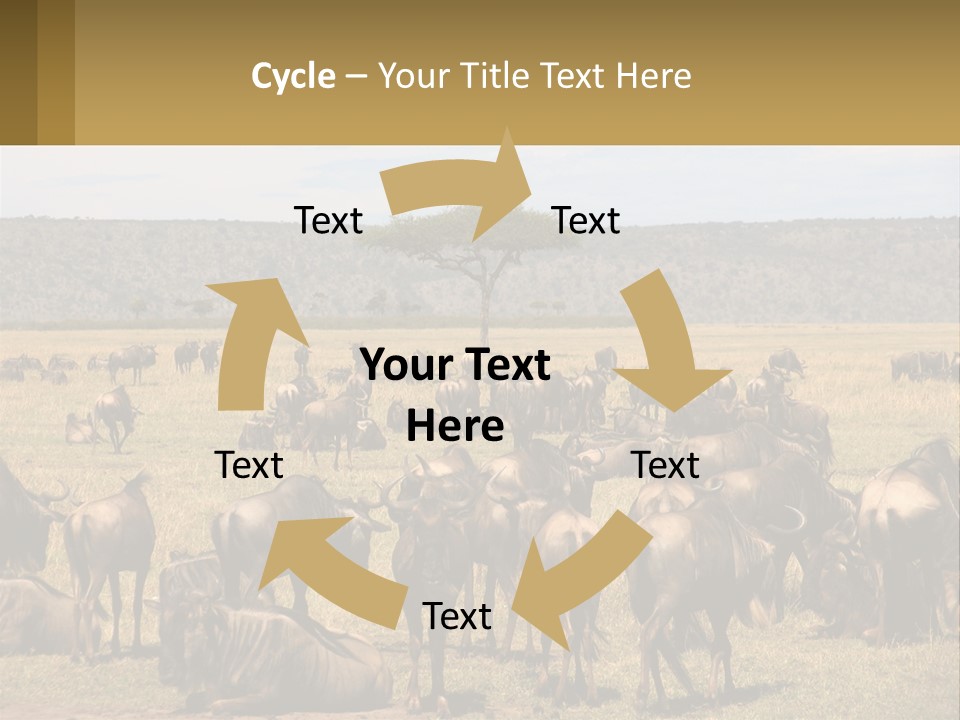 A Large Herd Of Wildebeest Grazing In A Field PowerPoint Template