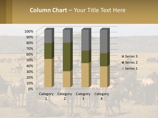 A Large Herd Of Wildebeest Grazing In A Field PowerPoint Template