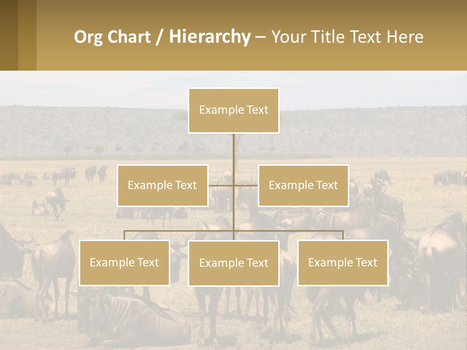 A Large Herd Of Wildebeest Grazing In A Field PowerPoint Template