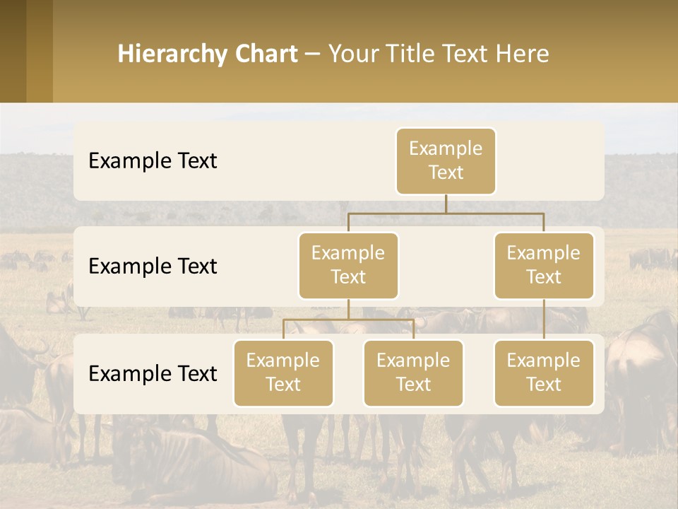 A Large Herd Of Wildebeest Grazing In A Field PowerPoint Template