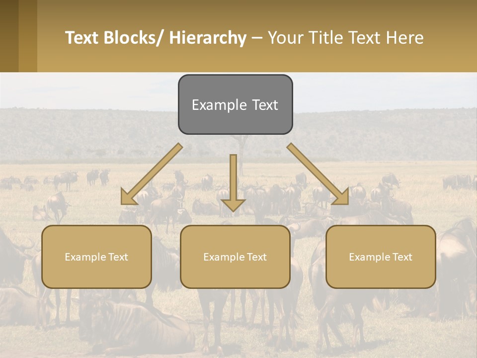 A Large Herd Of Wildebeest Grazing In A Field PowerPoint Template