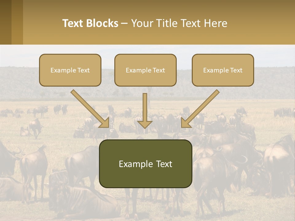 A Large Herd Of Wildebeest Grazing In A Field PowerPoint Template