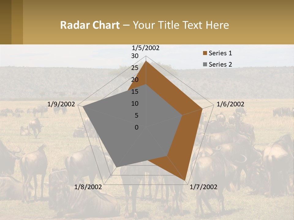 A Large Herd Of Wildebeest Grazing In A Field PowerPoint Template