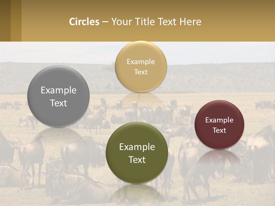 A Large Herd Of Wildebeest Grazing In A Field PowerPoint Template