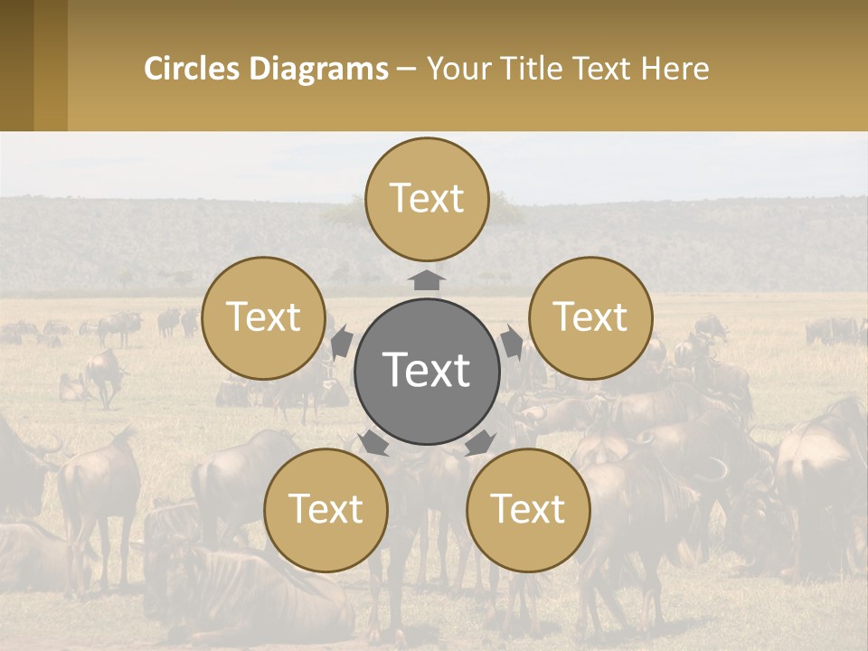 A Large Herd Of Wildebeest Grazing In A Field PowerPoint Template