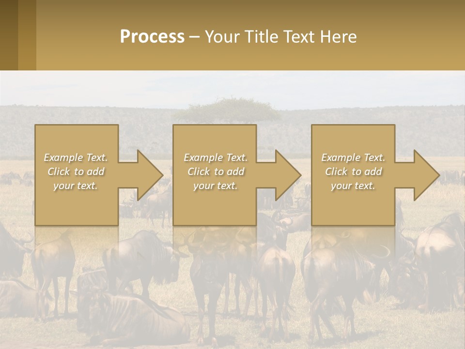 A Large Herd Of Wildebeest Grazing In A Field PowerPoint Template
