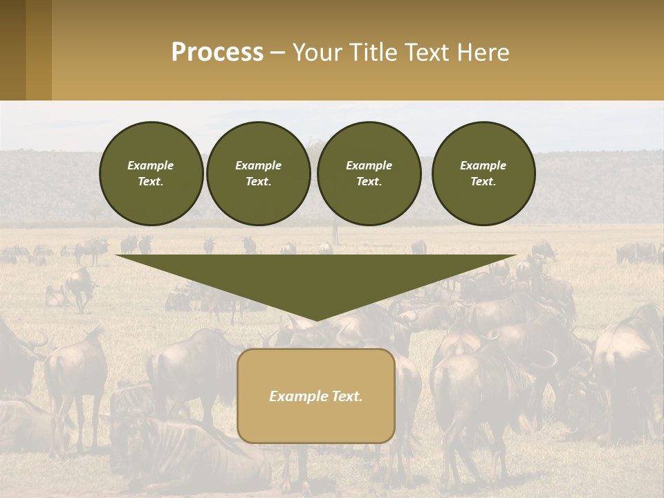 A Large Herd Of Wildebeest Grazing In A Field PowerPoint Template