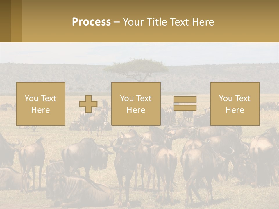 A Large Herd Of Wildebeest Grazing In A Field PowerPoint Template