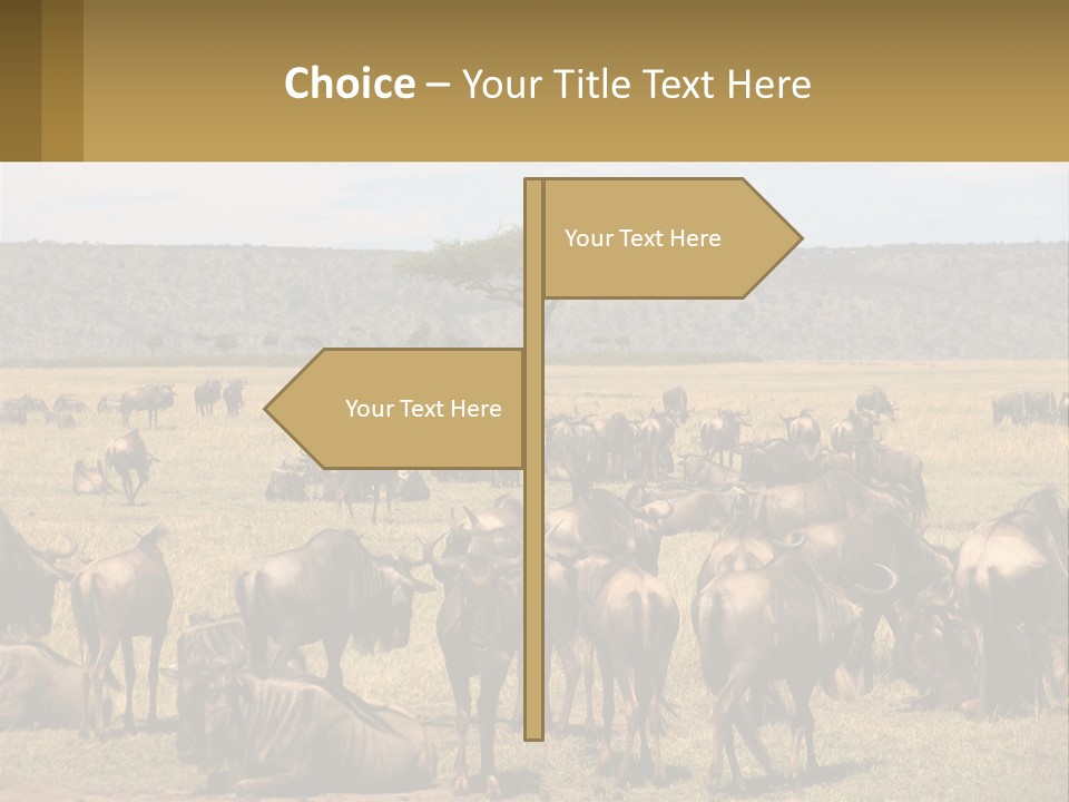 A Large Herd Of Wildebeest Grazing In A Field PowerPoint Template