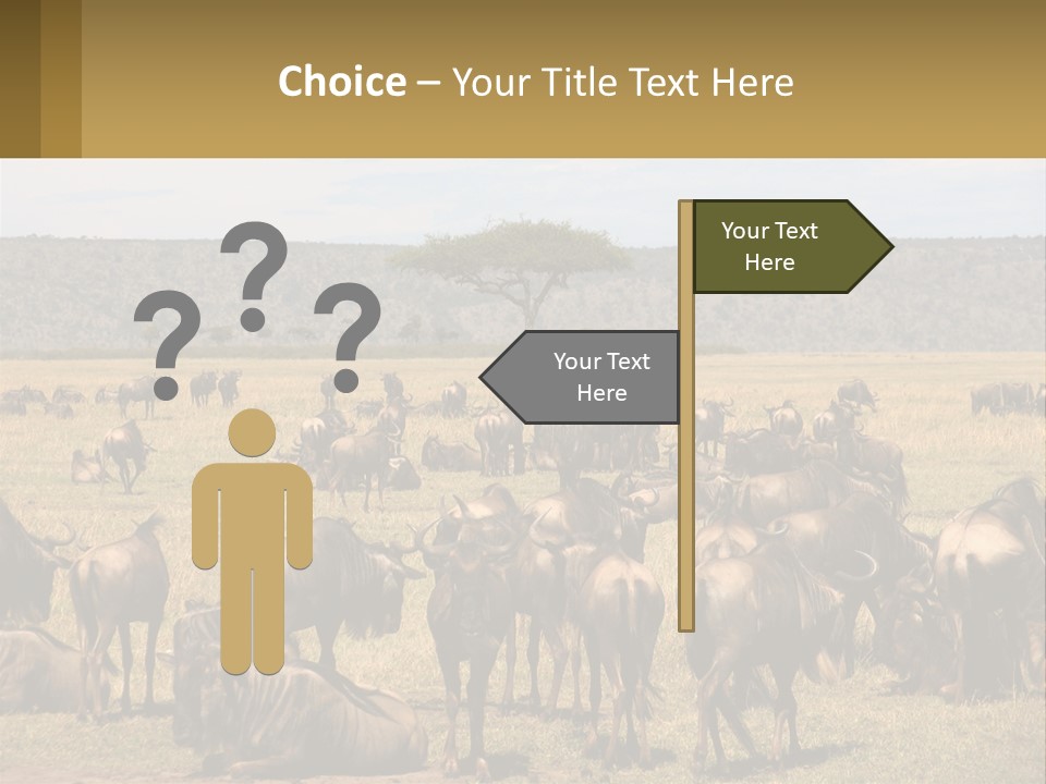 A Large Herd Of Wildebeest Grazing In A Field PowerPoint Template