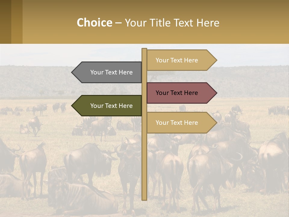A Large Herd Of Wildebeest Grazing In A Field PowerPoint Template