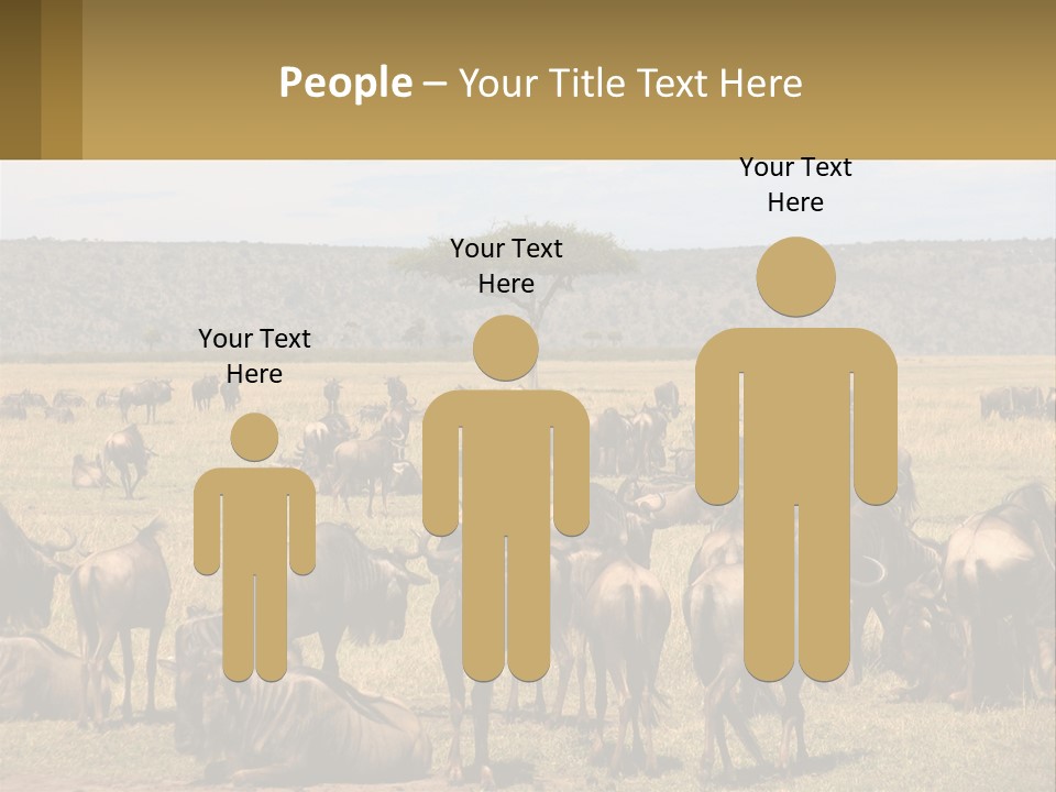 A Large Herd Of Wildebeest Grazing In A Field PowerPoint Template