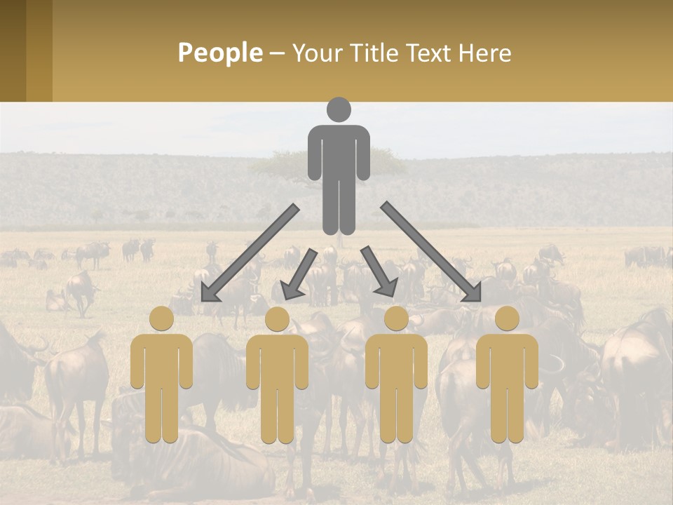 A Large Herd Of Wildebeest Grazing In A Field PowerPoint Template