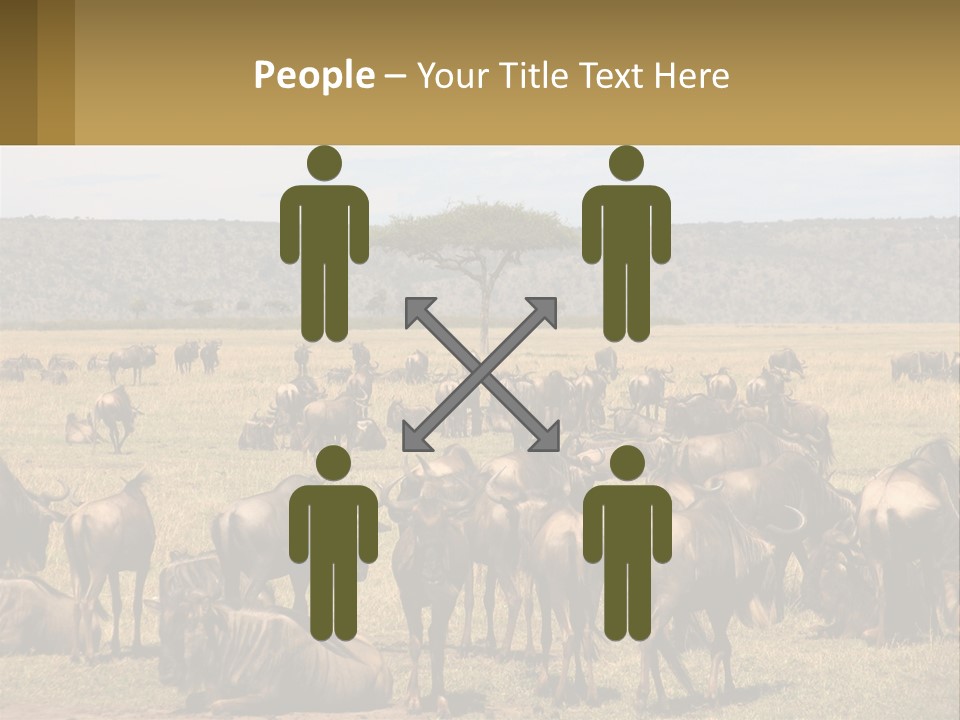 A Large Herd Of Wildebeest Grazing In A Field PowerPoint Template