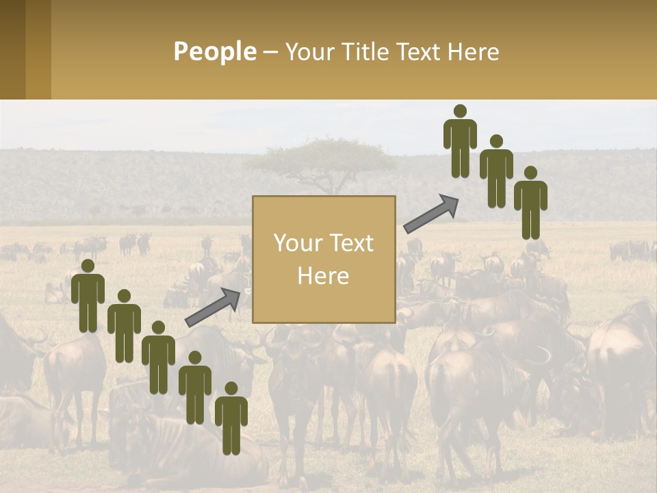 A Large Herd Of Wildebeest Grazing In A Field PowerPoint Template